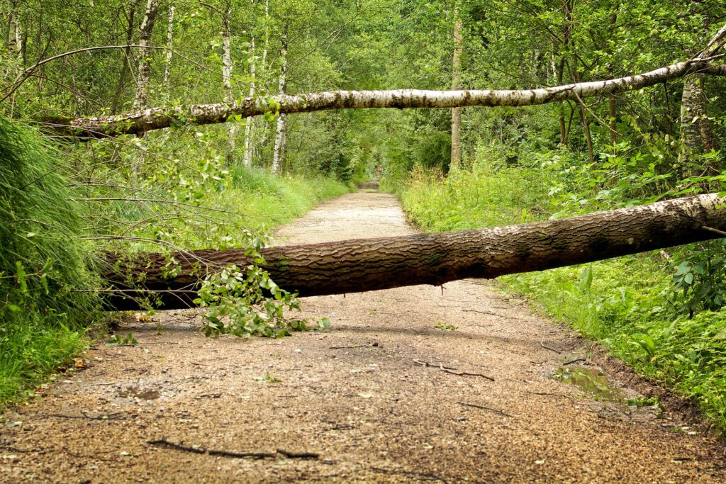 Umgestürzte Baumstämme versperren den Weg